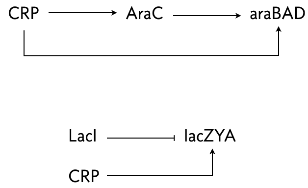 araBAD and lacZYA