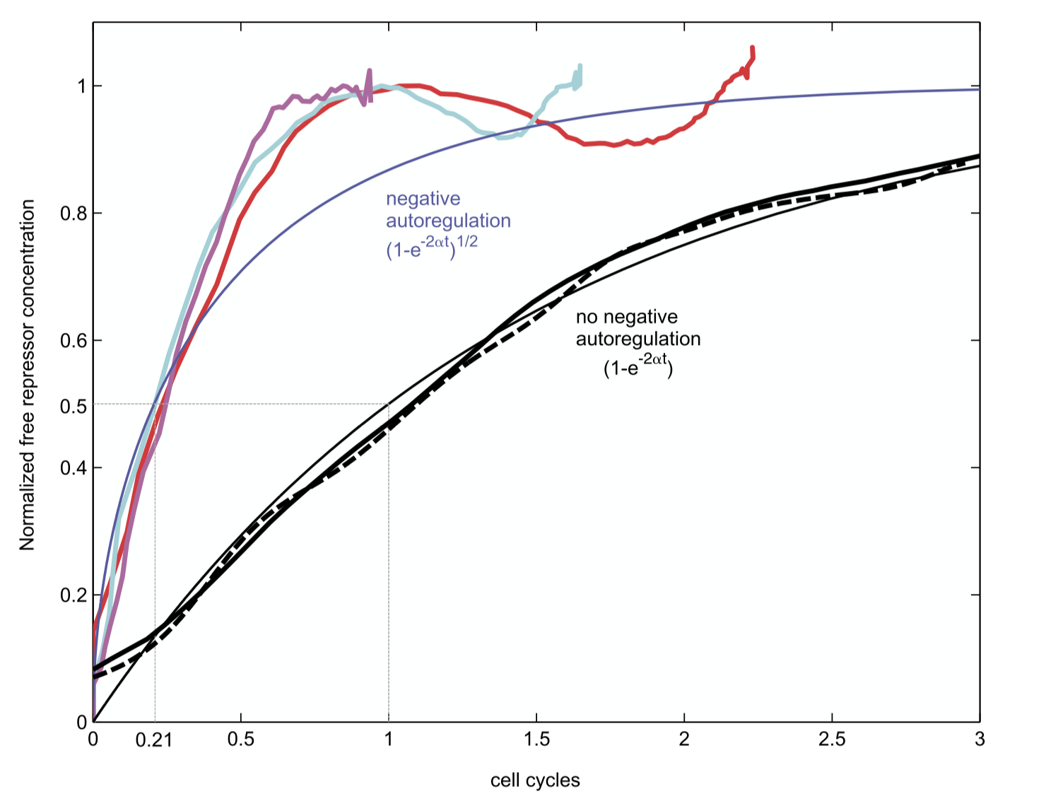 negative autoregulation experiment