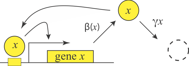 positive autoregulation