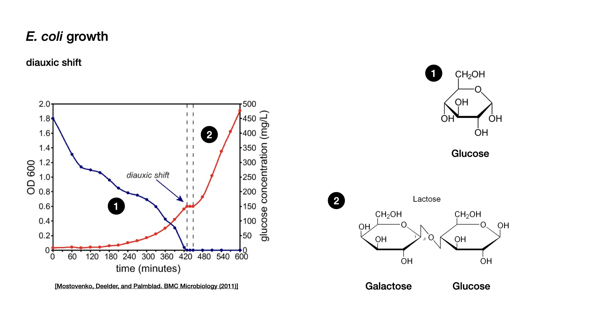 lac operon