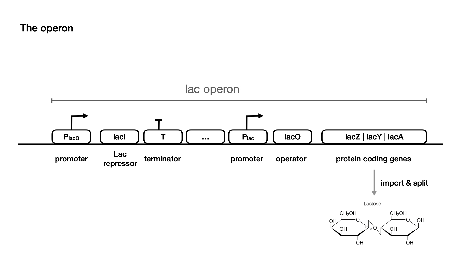 lac operon