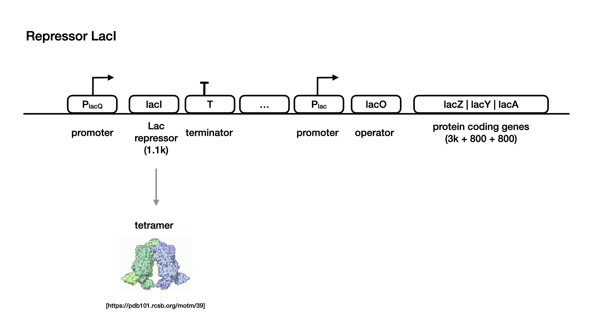 lac operon