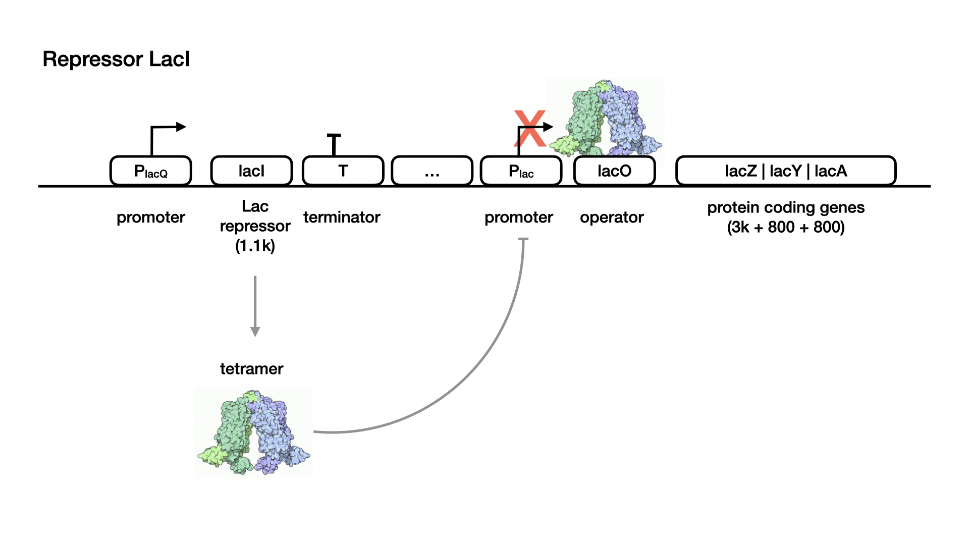 lac operon