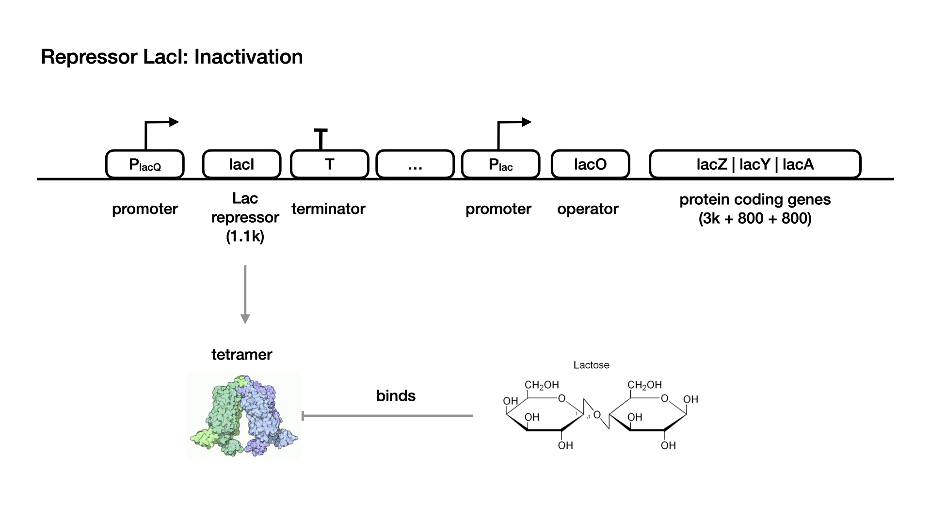 lac operon