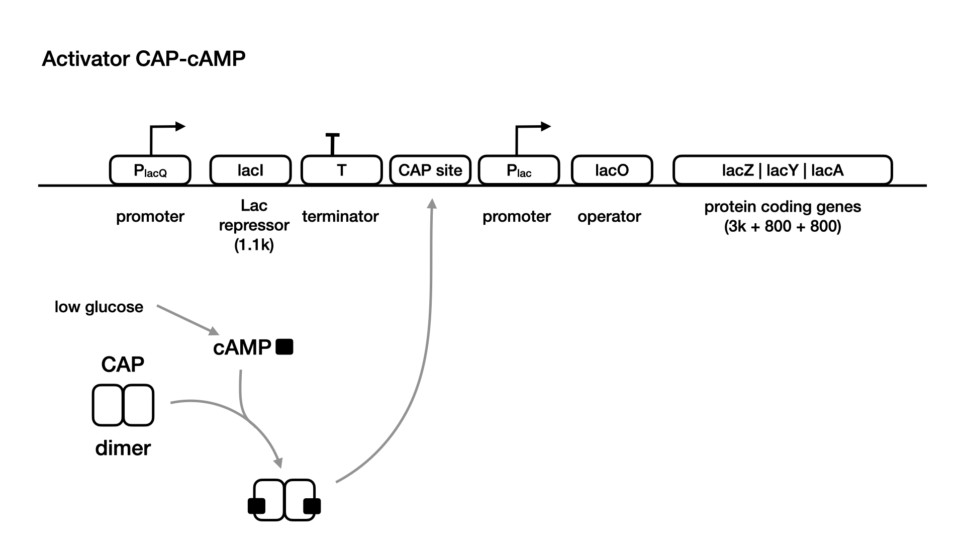 lac operon