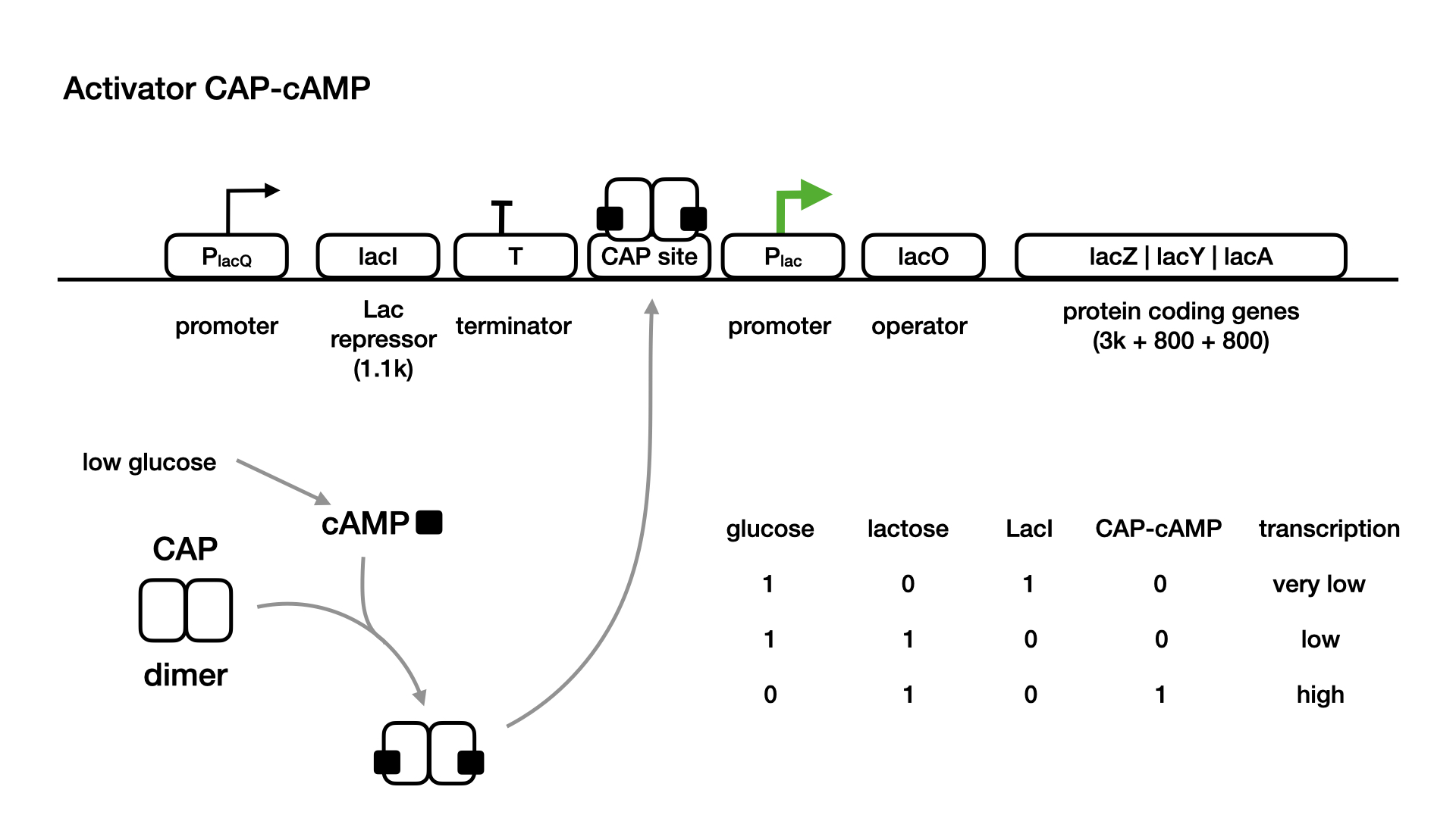 lac operon