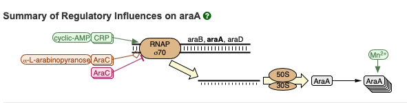 araA in pathway