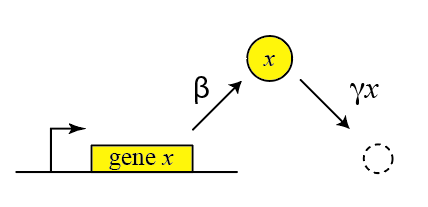 simplest_protein