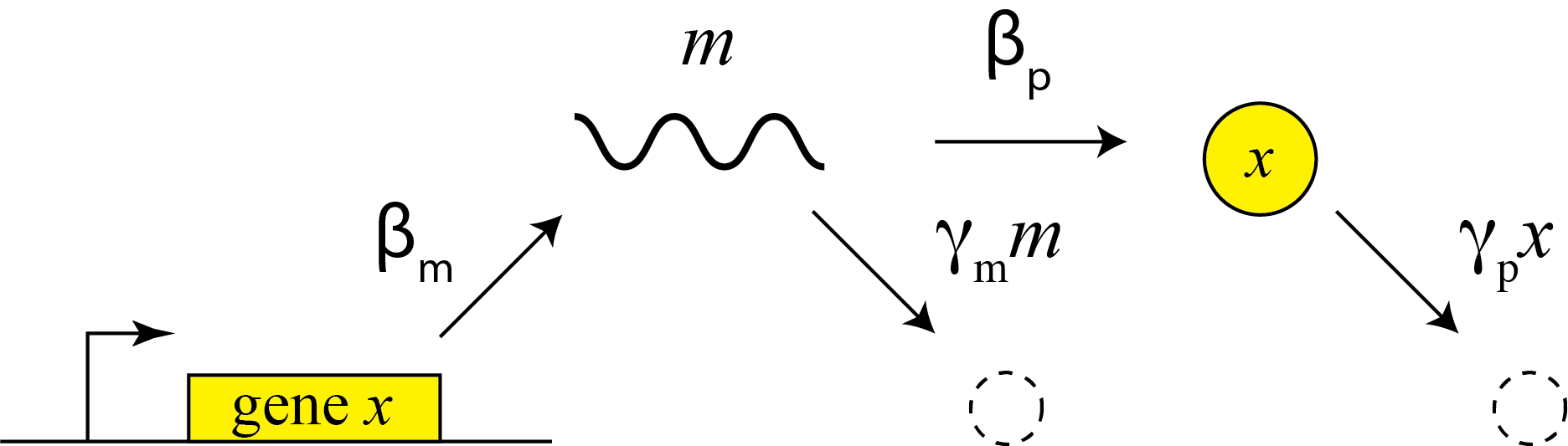 transcript_and_translation