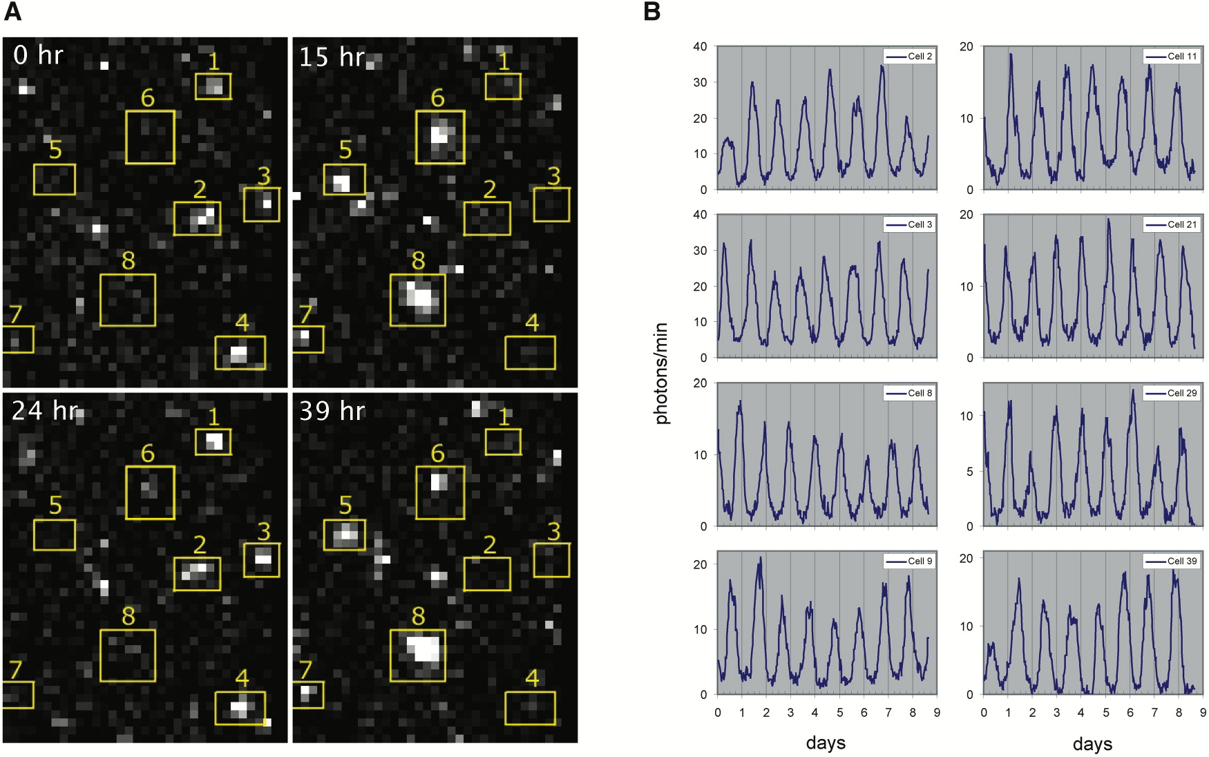 Welsh circadian single cells