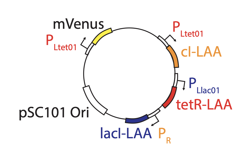 reporter integrated repressilator