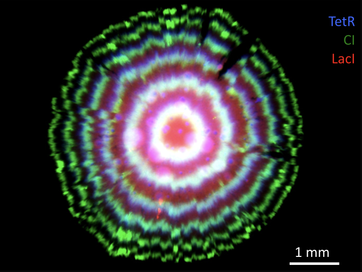 repressilator tree ring