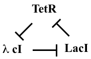 repressilator diagram