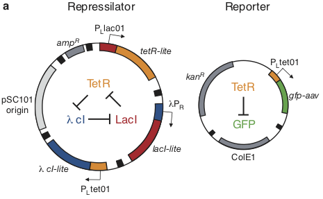 repressilator plasmids