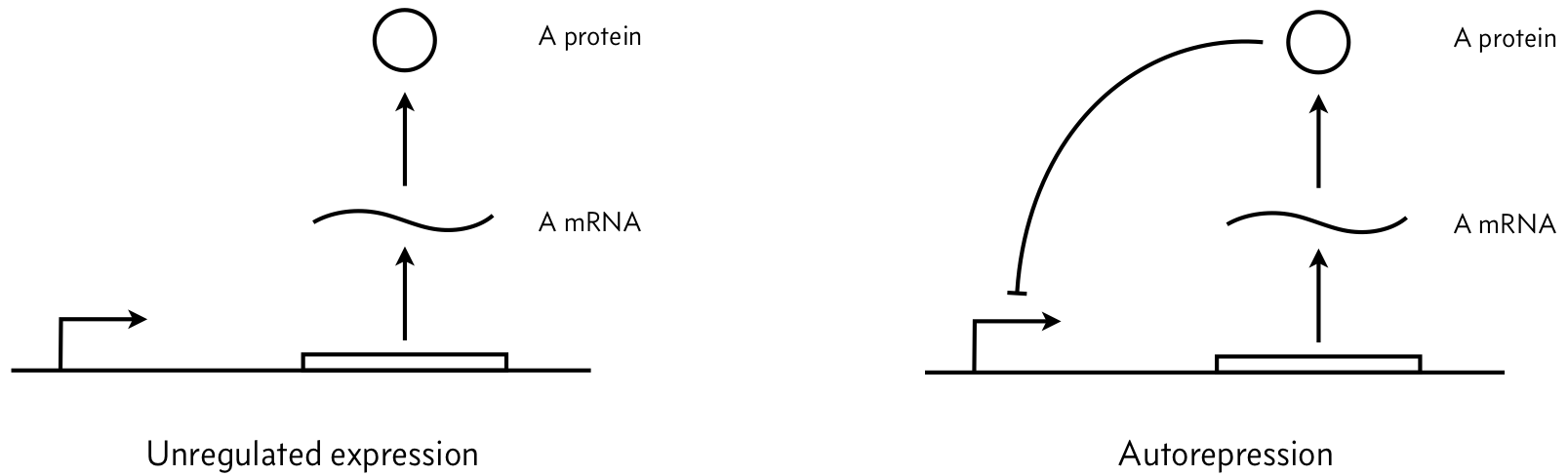 autoregulation